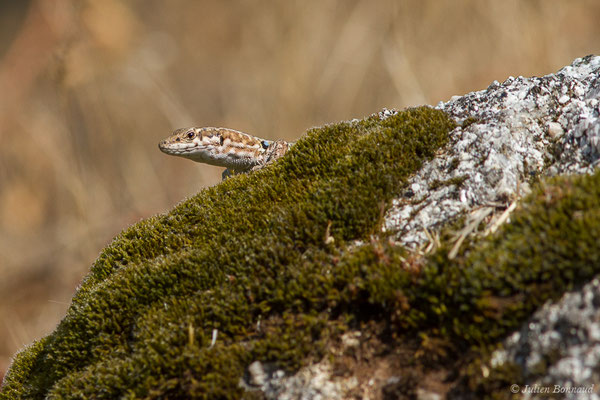 Lézard tyrrhénien — Podarcis tiliguerta (Gmelin, 1789)