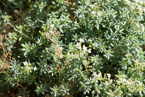 Gaillet de Capraia — Galium caprarium Natali, 1998, (Sentier des douanier, Rogliano (2B), France, le 09/09/2019)