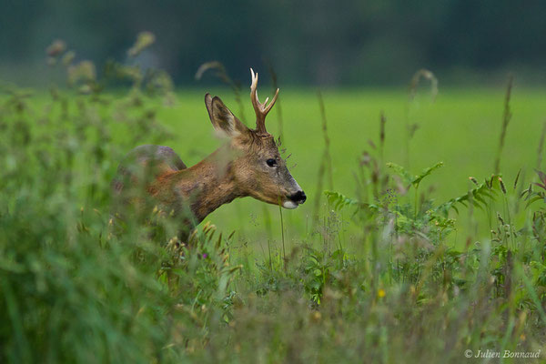 Chevreuil européen – Capreolus capreolus (Linnaeus, 1758), (Monségur (40), France, le 23/05/2019)
