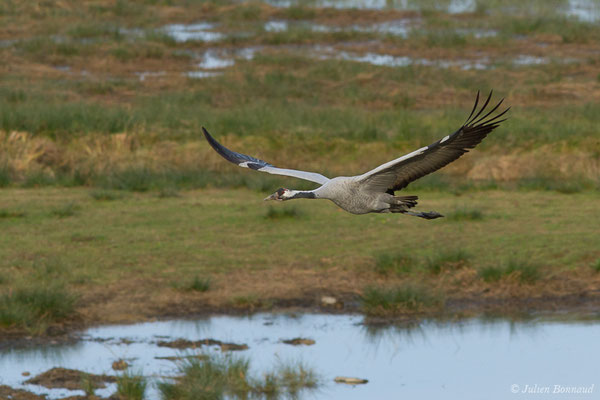 Grue cendrée – Grus grus (Linnaeus, 1758), (réserve des barthes de Saint-Martin-de-Seignanx (64), France, le 19/01/2019)