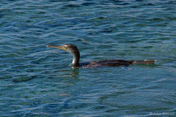 Cormoran huppé — Phalacrocorax aristotelis (Linnaeus, 1761), (L'Île-Rousse (2B), France, le 14/09/2019)
