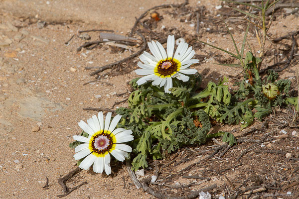 Ismélie carénée — Ismelia carinata (Schousb.) Sch.Bip., 1844, (Parc national de Souss-Massa, Sidi Binzarne, Maroc, le 01/02/2023)