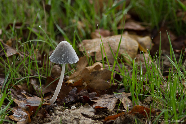 Coprin cendré (Coprinopsis cinerea) (Parbayse (64), France, le 24/10/2020)