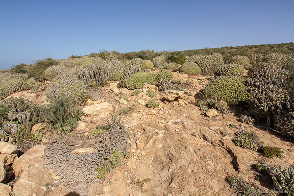 Euphorbia officinarum subsp. echinus (Hook.f. & Coss.) Vindt, (Parc national de Souss-Massa, Sidi Binzarne, Maroc, le 02/02/2023)