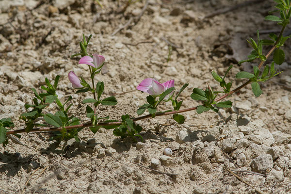 Bugrane épineuse, Arrête-boeuf — Ononis spinosa L., 1753, (Aulon (31), France, le 29/06/2019)