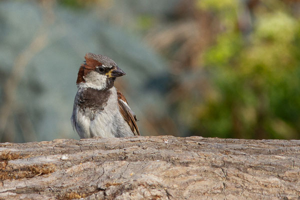 Moineau domestique — Passer domesticus (Linnaeus, 1758), (Anglet (64), France, le 10/08/2024)