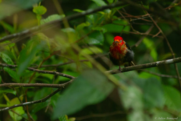 Manakin auréole — Pipra aureola (Linnaeus, 1758)