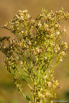 Vergerette à fleurs nombreuses – Erigeron floribundus (Kunth) Sch.Bip., 1865, (Oroix (65), France, le 08/10/2017)