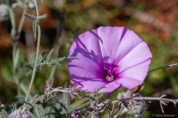 Liseron fausse guimauve — Convolvulus althaeoides L., 1753