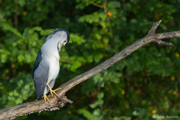 Bihoreau gris — Nycticorax nycticorax (Linnaeus, 1758), (Saligue d'Artix (64), France, le 15/09/2021)