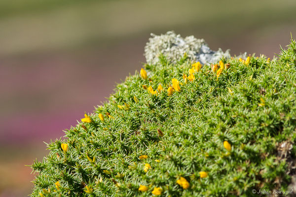 Ajonc de Le Gall — Ulex gallii Planch., 1849
