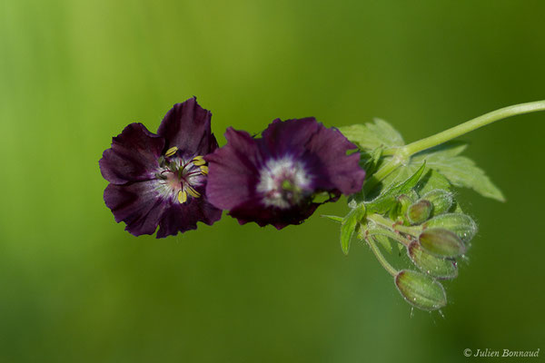 Géranium brun — Geranium phaeum L., 1753, (Sers (65), France, le 23/06/2020)