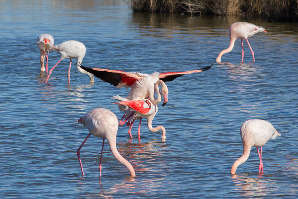 Flamant rose – Phoenicopterus roseus Pallas, 1811, (Parc ornithologique de Pont de Gau (13), France, le 20/02/2020)