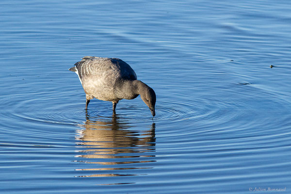 Bernache cravant — Branta bernicla (Linnaeus, 1758), (Andernos-les-Bains (33), France, le 10/12/2022)