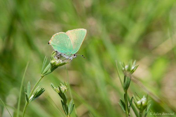 Thècle de la ronce ou Argus vert — Callophrys rubi (Linnaeus, 1758), (Pihourc, Saint-Gadens (31), France, le 21/05/2018)