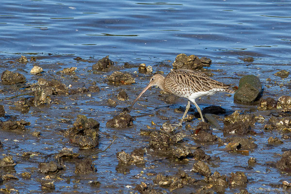 Courlis cendré — Numenius arquata (Linnaeus, 1758), (Parc écologique de Plaiaundi, Irun (Pays basque), Espagne, le 12/11/2022)