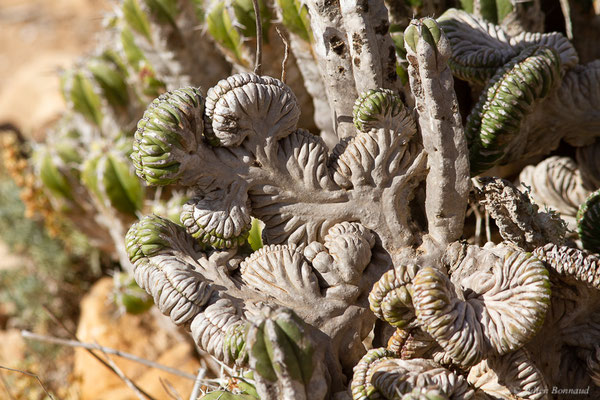 Euphorbia officinarum subsp. echinus (Hook.f. & Coss.) Vindt, (Parc national de Souss-Massa, Sidi Binzarne, Maroc, le 02/02/2023)