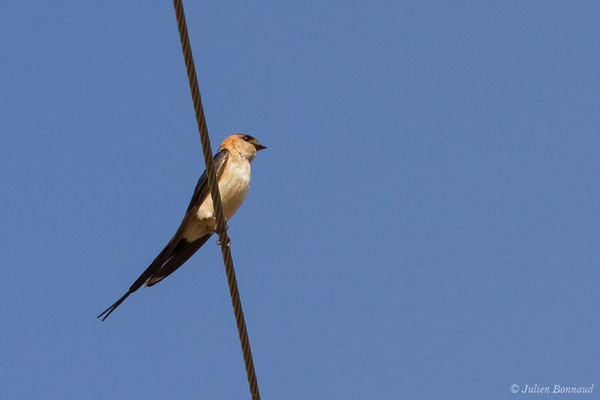 Hirondelle rousseline (Cecropis daurica) (adulte) ((Andalousie), Espagne, le 11/08/2020)