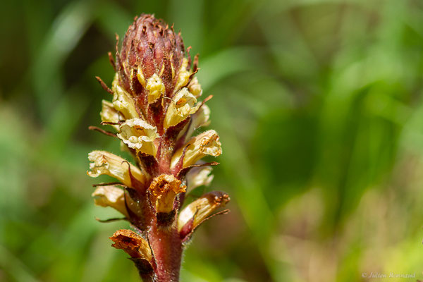 Orobanche du lierre — Orobanche hederae Vaucher ex Duby, 1828, (Bours (65), France, le 30/05/2023) 