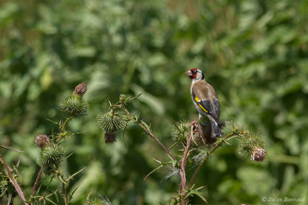 Chardonneret élégant — Carduelis carduelis (Linnaeus, 1758), (Saint-Sorlin-de-Cognac (17), France, le 21/06/2018)