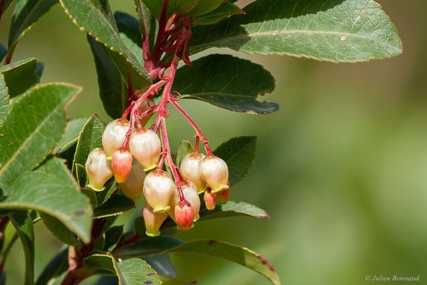 Arbousier commun — Arbutus unedo L., 1753, (Réserve Naturelle Jebel Bouhachem, Anjra Derdara (Tanger-Tétouan-Al Hoceïma), Maroc, le 23/02/2023)