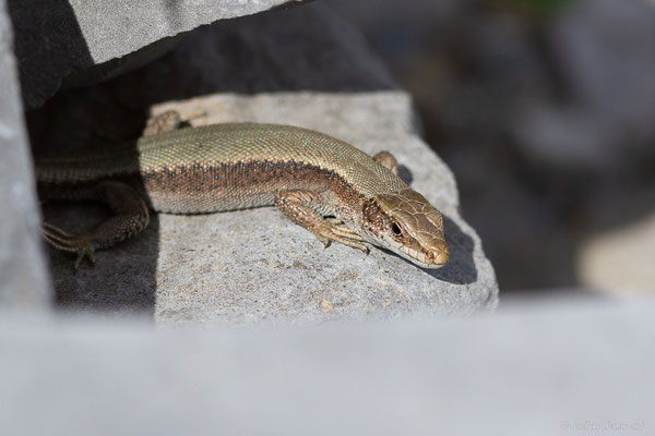 Lézard de Bonnal — Iberalacerta bonnali (Lantz, 1927),  (Station de ski de Gourette, Eaux-Bonnes, 22/07/2022)