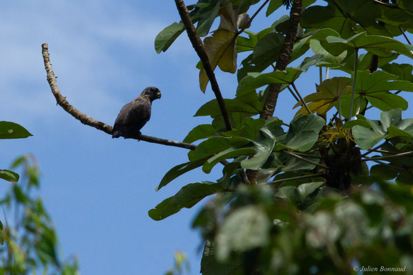 Pione violette — Pionus fuscus (Statius Müller, 1776), (Iracoubo, Guyane, le 12/07/2016)