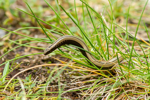 Orvet fragile — Anguis fragilis (Linnaeus, 1758)