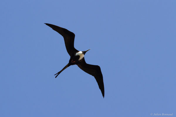 Frégate superbe — Fregata magnificens Mathews, 1914, (femelle adulte) (sentier des Salines, Remire-Montjoly, Guyane, le 30/12/2016)
