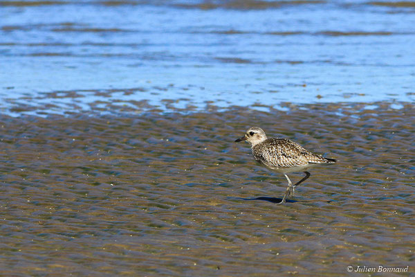 Pluvier argenté – Pluvialis squatarola (Linnaeus, 1758), (adulte, plumage internuptial) (route de Guatémala, Guyane, le 02/01/2016)