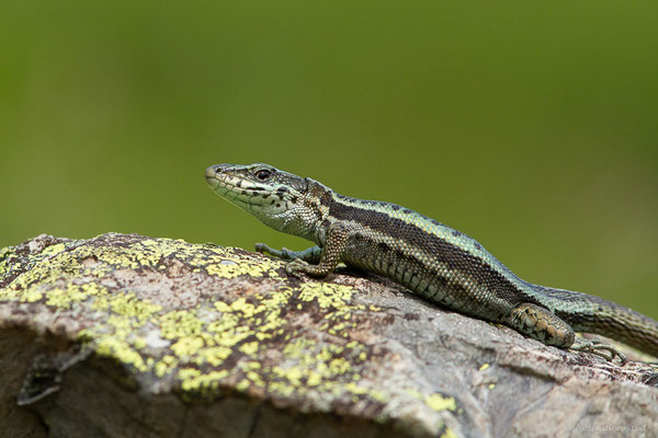 Lézard du Val d'Aran — Iberalacerta aranica (Arribas, 1993), (Lac d'Eychelle, Bethmal (09), le 09/07/2023)