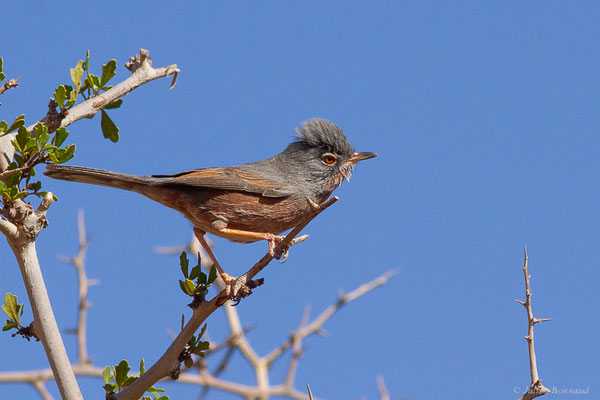 Fauvette de l'Atlas — Curruca deserticola (Tristram, 1859), (Msseyed (Guelmim-Oued Noun), Maroc, le 06/02/2024)