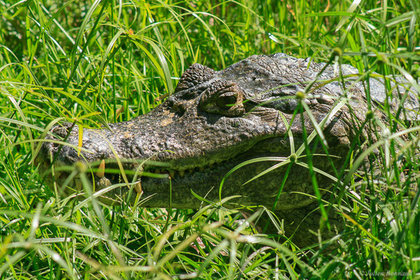Caïman noir — Melanosuchus niger (Spix, 1825), (Zoo de Guyane, Montsinéry, le 16/10/2014)