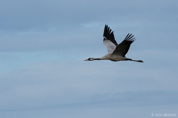 Grue cendrée – Grus grus (Linnaeus, 1758), (réserve des barthes de Saint-Martin-de-Seignanx (64), France, le 19/01/2019)