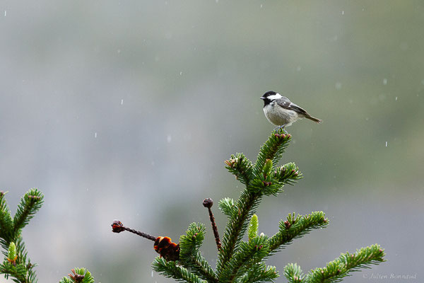 Mésange noire — Periparus ater (Linnaeus, 1758), (Etsaut (64), France, le 20/04/2022)