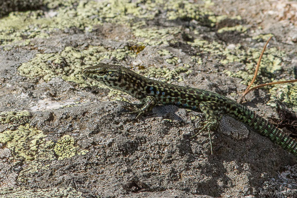 Lézard tyrrhénien — Podarcis tiliguerta (Gmelin, 1789)