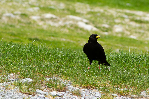 Chocard à bec jaune — Pyrrhocorax graculus (Linnaeus, 1758), (La Pierre Saint Martin, Arette (64), France, le 15/05/2022)