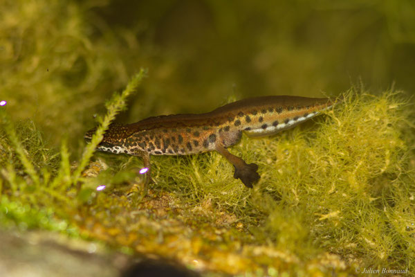 Triton palmé — Lissotriton helveticus (Razoumowsky, 1789)