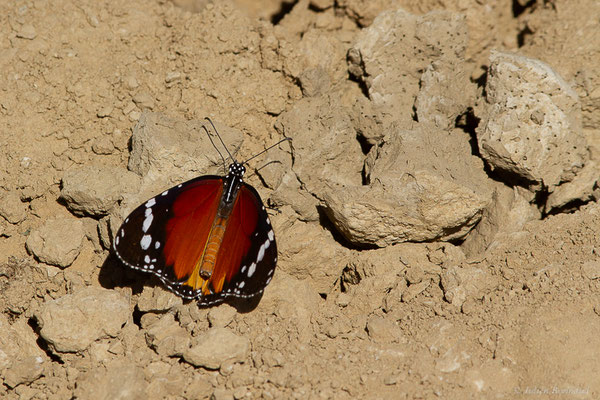 Petit Monarque — Danaus chrysippus (Linnaeus, 1758), (Tétouan (Tanger-Tétouan-Al Hoceïma), Maroc, le 27/09/2023)