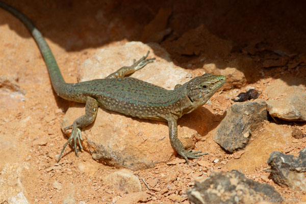 Lézard des Baléares — Podarcis lilfordi (Günther, 1874)