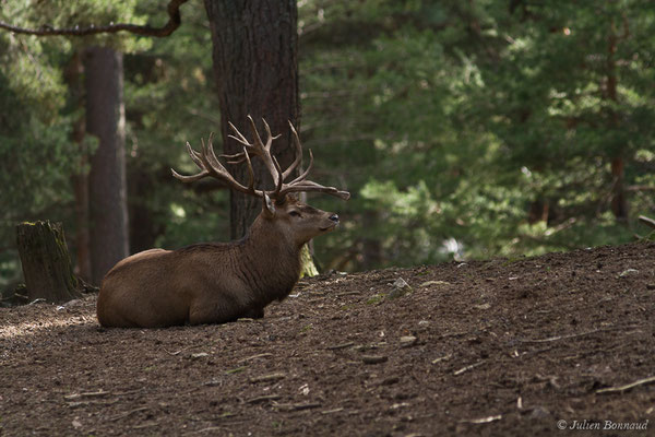 Cerf élaphe – Cervus elaphus Linnaeus, 1758, (Parc faunistique Lacuniacha, Huesca, Espagne, le 09/02/2020)