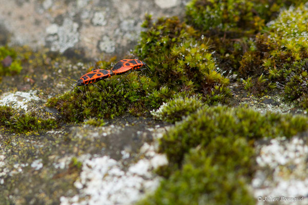 Gendarme ou Pyrrhocore — Pyrrhocoris apterus (Linnaeus, 1758), (Castelnau-Rivière-Basse (65), France, le 11/03/2018)