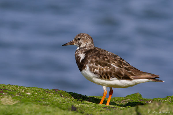 Tournepierre à collier — Arenaria interpres (Linnaeus, 1758), (Anglet (64), France, le 10/08/2024)