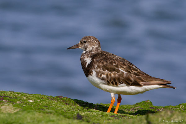 Tournepierre à collier — Arenaria interpres (Linnaeus, 1758)