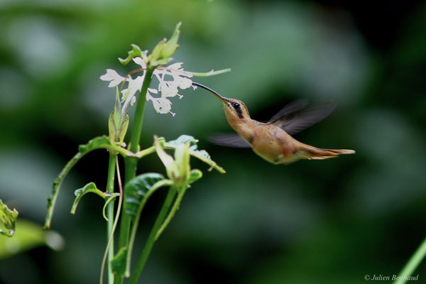 Ermite roussâtre — Phaethornis ruber (Linnaeus, 1758), (Montsinéry, Guyane, le 20/12/2020)