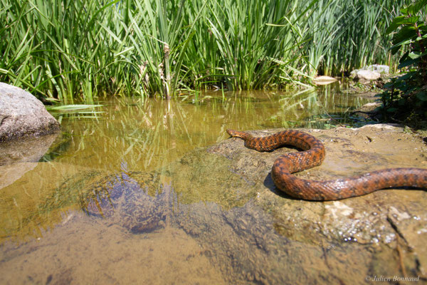 Couleuvre vipérine — Natrix maura (Linnaeus, 1758)