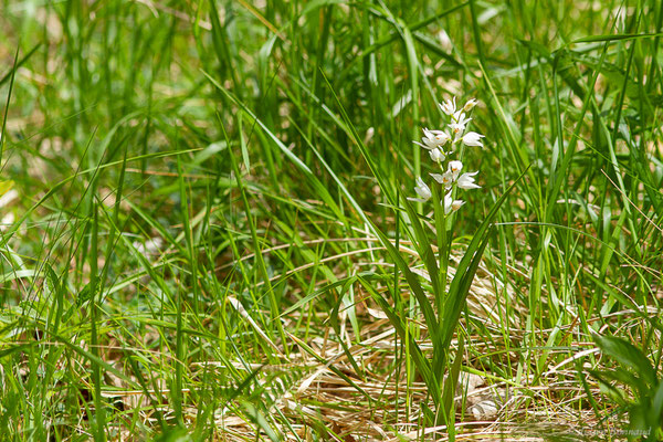 Céphalanthère à feuilles étroites — Cephalanthera longifolia (L.) Fritsch, 1888