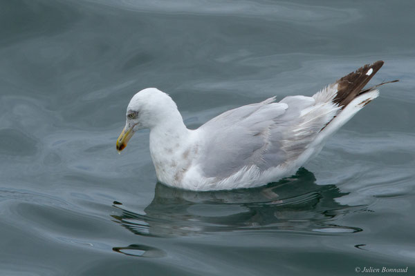 Goéland brun — Larus fuscus Linnaeus, 1758, (Baie de Quiberon, Locmariaquer (56), France, le 09/07/2021)