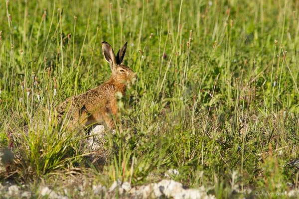 Lièvre d'Europe — Lepus europaeus Pallas, 1778