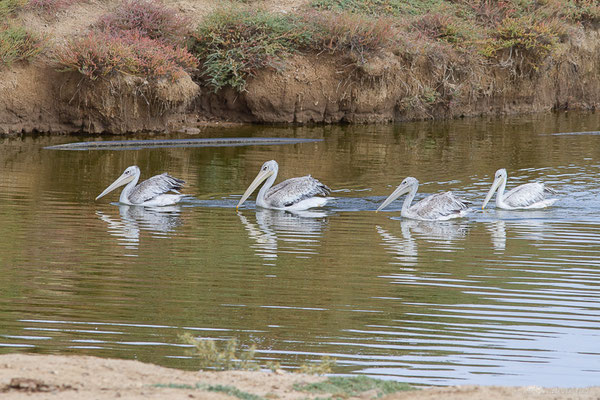 Pélican gris — Pelecanus rufescens Gmelin, 1789, (Réserve Africaine de Sigean (11), France, le 26/09/2024)